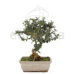 Bonsái Olea Europaea 7 Años
