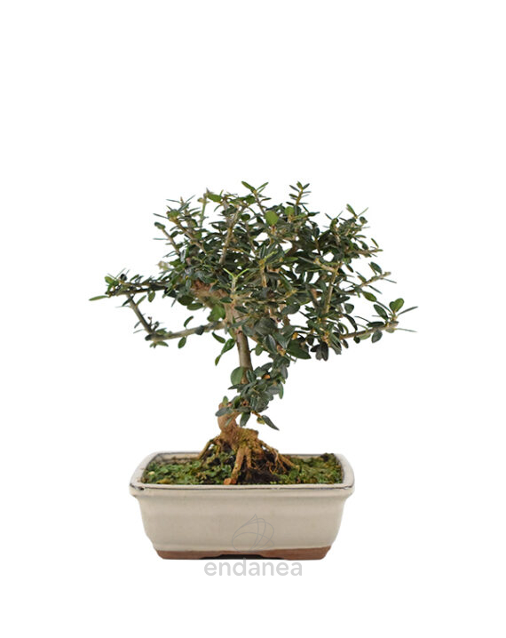 Bonsái Olea Europaea 7 Años