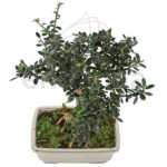 Bonsái Olea Europaea 7 Años