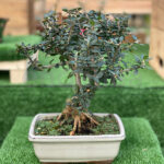 Bonsái Olea Europaea 7 Años