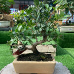 Bonsái Pistacia Lentiscus 7 Años