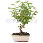 Bonsai Prunus Mahaleb 7 años
