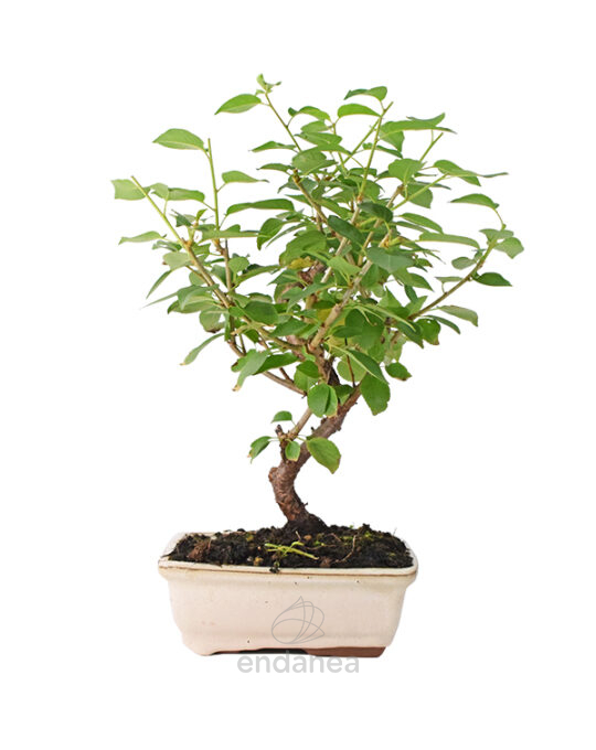 bonsai-prunus-mahaleb-7-anos