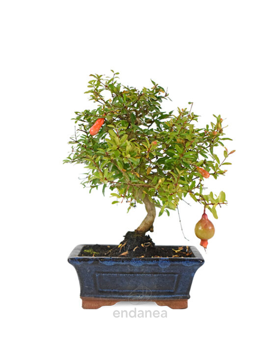 Bonsái Punica Granatum 7 Años