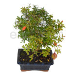 Bonsái Punica Granatum 7 Años