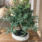 Bonsái Quercus Suber 12 Años