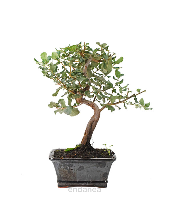 Bonsái Quercus Suber 8 Años