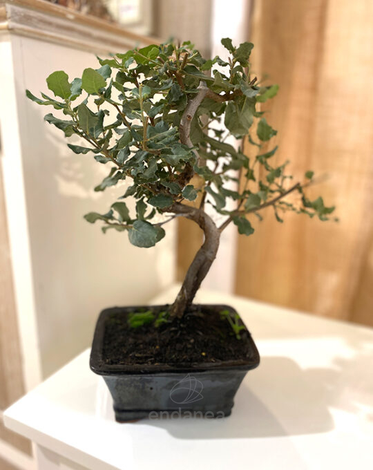 bonsai-quercus-suber-edad-8-anos-decoracion