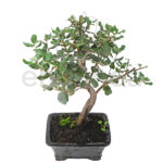 Bonsái Quercus Suber 8 Años