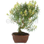 Bonsái Rosmarinus Officinalis 8 Años