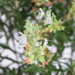 Bonsái Rosmarinus Officinalis 8 Años Flor