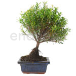 Bonsái Syzigium Buxifolium 3 Años