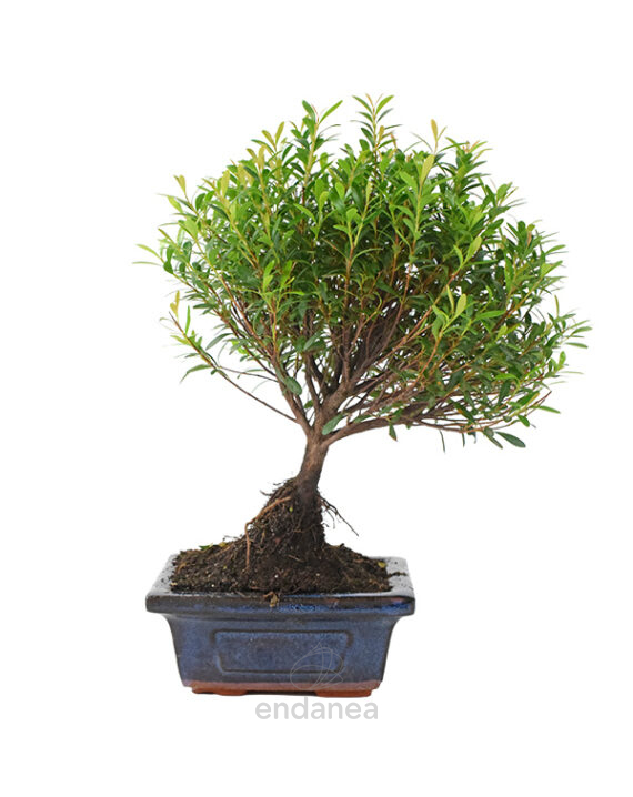 Bonsái Syzigium Buxifolium 3 Años