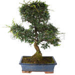 Bonsái Zelkova Parvifolia 16 Años