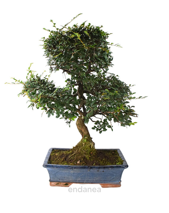Bonsái Zelkova Parvifolia 16 Años
