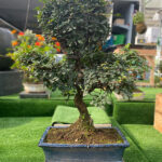Bonsái Zelkova Parvifolia 16 Años