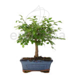Bonsái Zelkova Parvifolia 5 Años