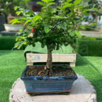 Bonsái Zelkova Parvifolia 5 Años