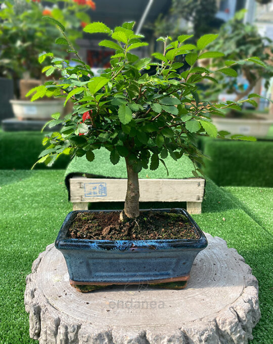 bonsai-zelkova-parvifolia-edad-5-anos-exterior