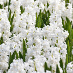 Bulbos a Granel Jacintos