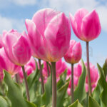 Bulbos a Granel Tulipanes