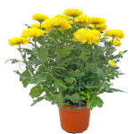Crisantemo Bola Km0 Planta de Exterior Otoño - Invierno