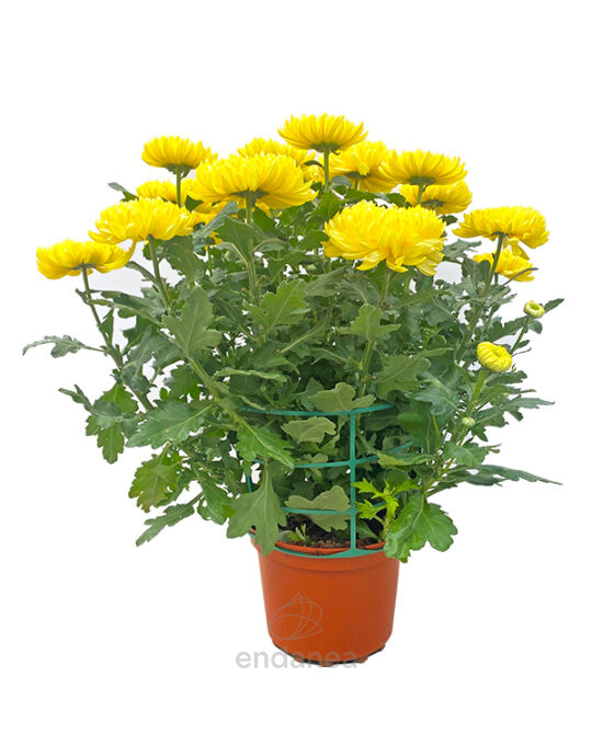 crisantemo-bola-km0-17cm-amarillo