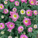 Crisantemo Cuenco 19 cm Km0 Rosa