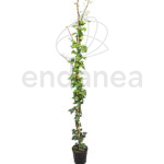 Hedera Canariensis Hiedra Canaria