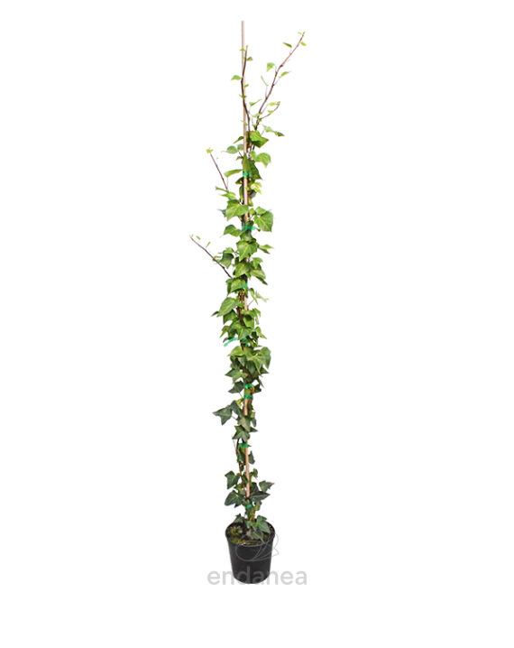 Hedera Canariensis Hiedra Canaria
