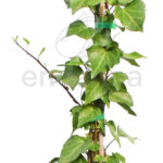 Hedera Canariensis Hiedra Canaria