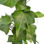 Hedera Canariensis Hiedra Canaria