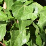 Hedera Canariensis Hiedra Canaria