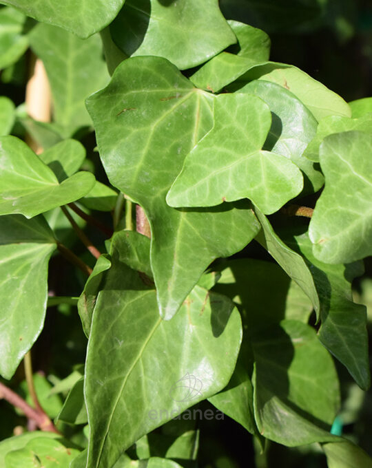 hedera-canariensis-planta-trepadora-hojas-detalle