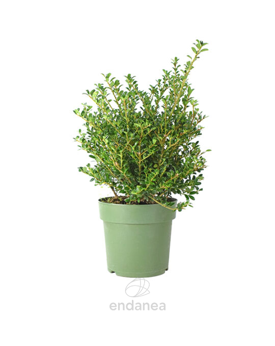ilex-crenata-arbusto-acebo
