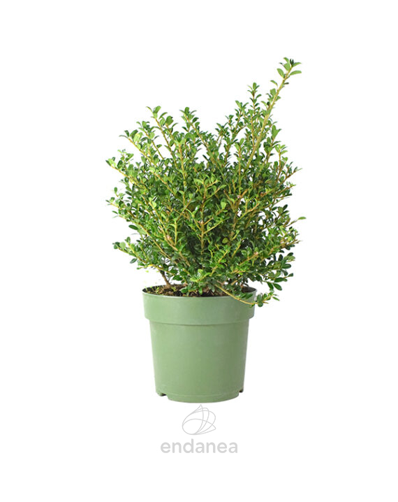 Acebo Ilex Crenata - Acebo Japonés Seto