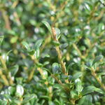 Acebo Ilex Crenata - Acebo Japonés Seto Hojas