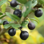 Acebo Ilex Crenata - Acebo Japonés Seto Drupa Negra