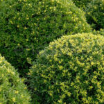 Acebo Ilex Crenata - Acebo Japonés Setos Poda Esférica
