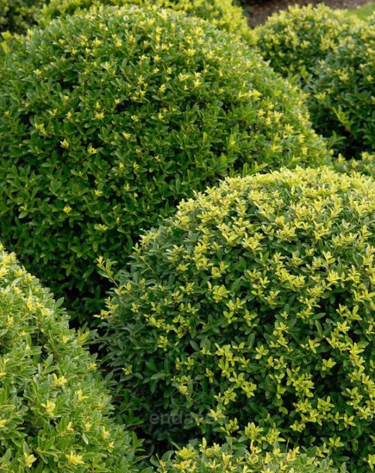 ilex-crenata-arbusto-acebo-setos-poda-esferica