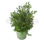 Acebo Ilex Crenata - Acebo Japonés Seto Vista Cenital