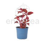 Iresine Km0 Planta de Exterior