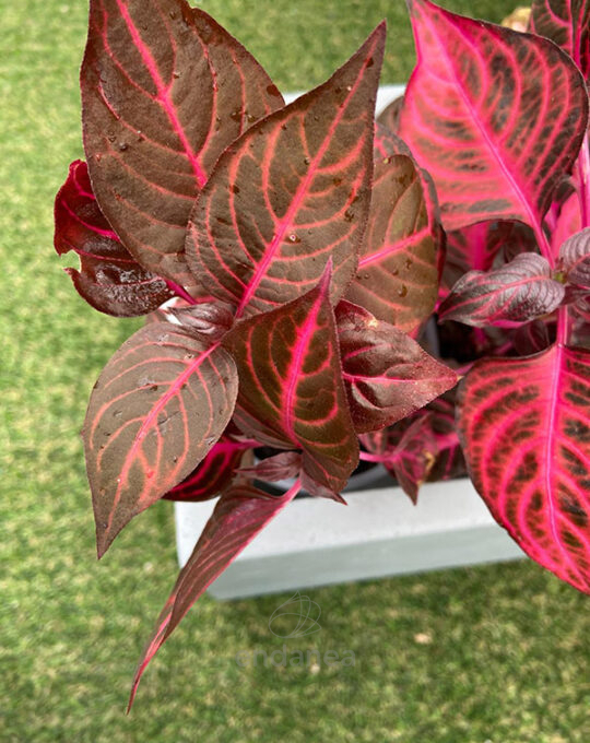 iresine-km0-planta-de-exterior-otono-invierno-decoracion