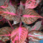 Iresine Km0 Planta de Exterior Hojas