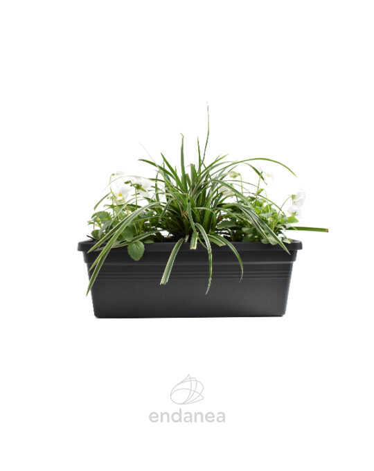 jardinera-con-plantas-30cm-antra-cinta-pensamientos