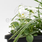 Jardinera con Plantas 40cm Antracita Cyclamen + Pensamiento