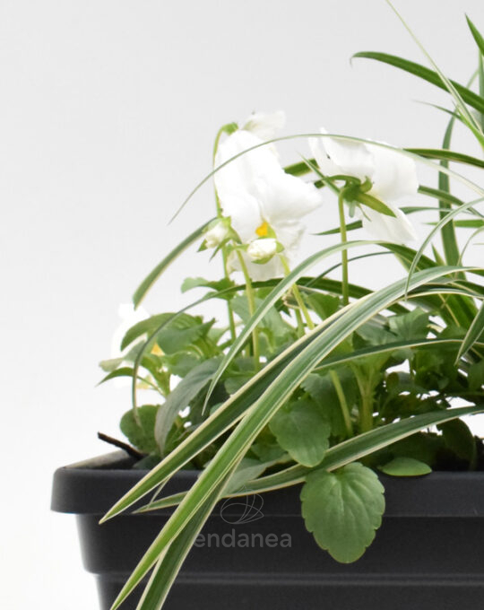 jardinera-con-plantas-30cm-antra-cinta-pensamientos-detalle