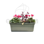 Jardinera con Plantas 40cm Verde Cyclamen + Alternanthera- Ajuga