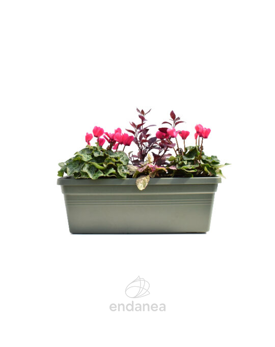 jardinera-con-plantas-30cm-verde-cyclamen-alternanthera-ajuga