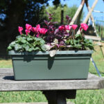 Jardinera con Plantas 40cm Verde Cyclamen + Alternanthera- Ajuga